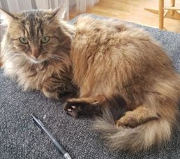 Óliver (olli).