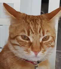 Kailash Birgir Lónsprins.