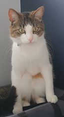 Tumi. 