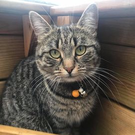 Nala. 