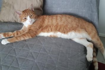 Tumi. 