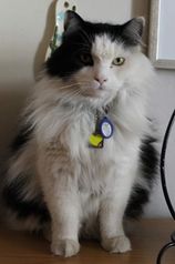 Bolli.