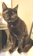 Píla. 