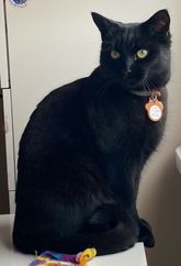 Spotti. 