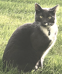 Nói.