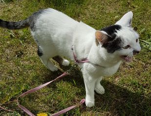 Perla Líf. 