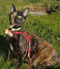 Gríma.