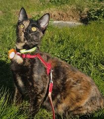 Gríma.