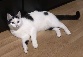 Stúfur. 