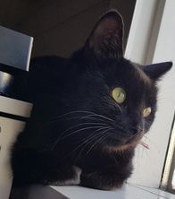 Tinna. TÝND SÍÐAN 10. NÓVEMBER 2019.