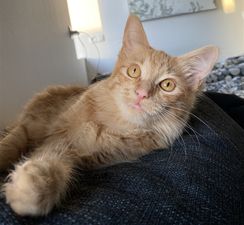 Lóa.