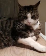 Felix. TÝNDUR SÍÐAN Í NÓVEMBER 2019.