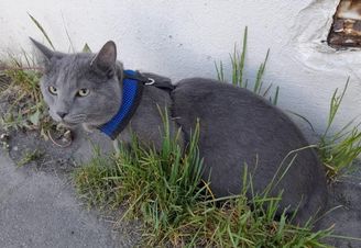 Moli (Abradolf).