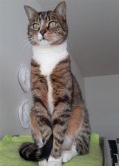 Kúri. 