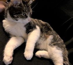Perla. 