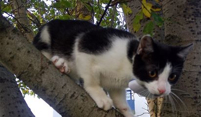 Guðmundur Pedro.
