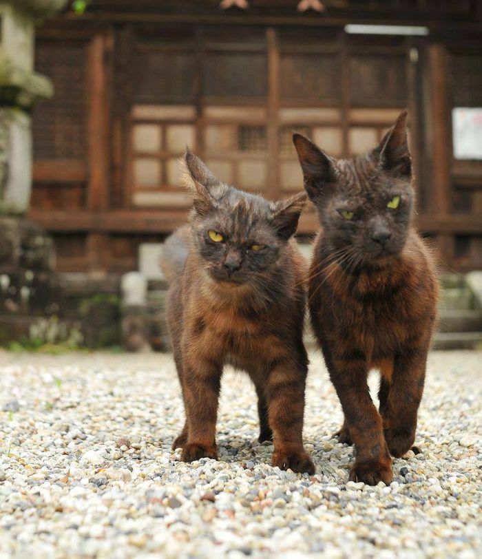 Bodyguard needed?
