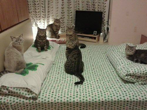 CATS ON BED ... NICE BUT NOT GOOD FOR OUR HEALTH ?
KATTEN IN BED...GEZELLIG MAAR NIET GOED VOOR ONZE GEZONDHEID ?