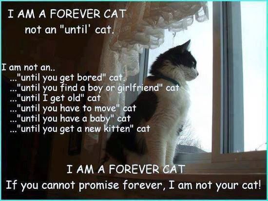 And also : Until summer time ... vacation time ... for many cats a farewell time ... dumped!