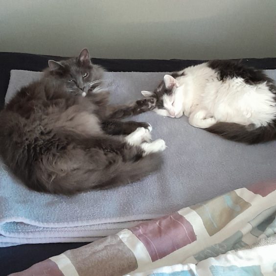 KOMPIS & LILJA
