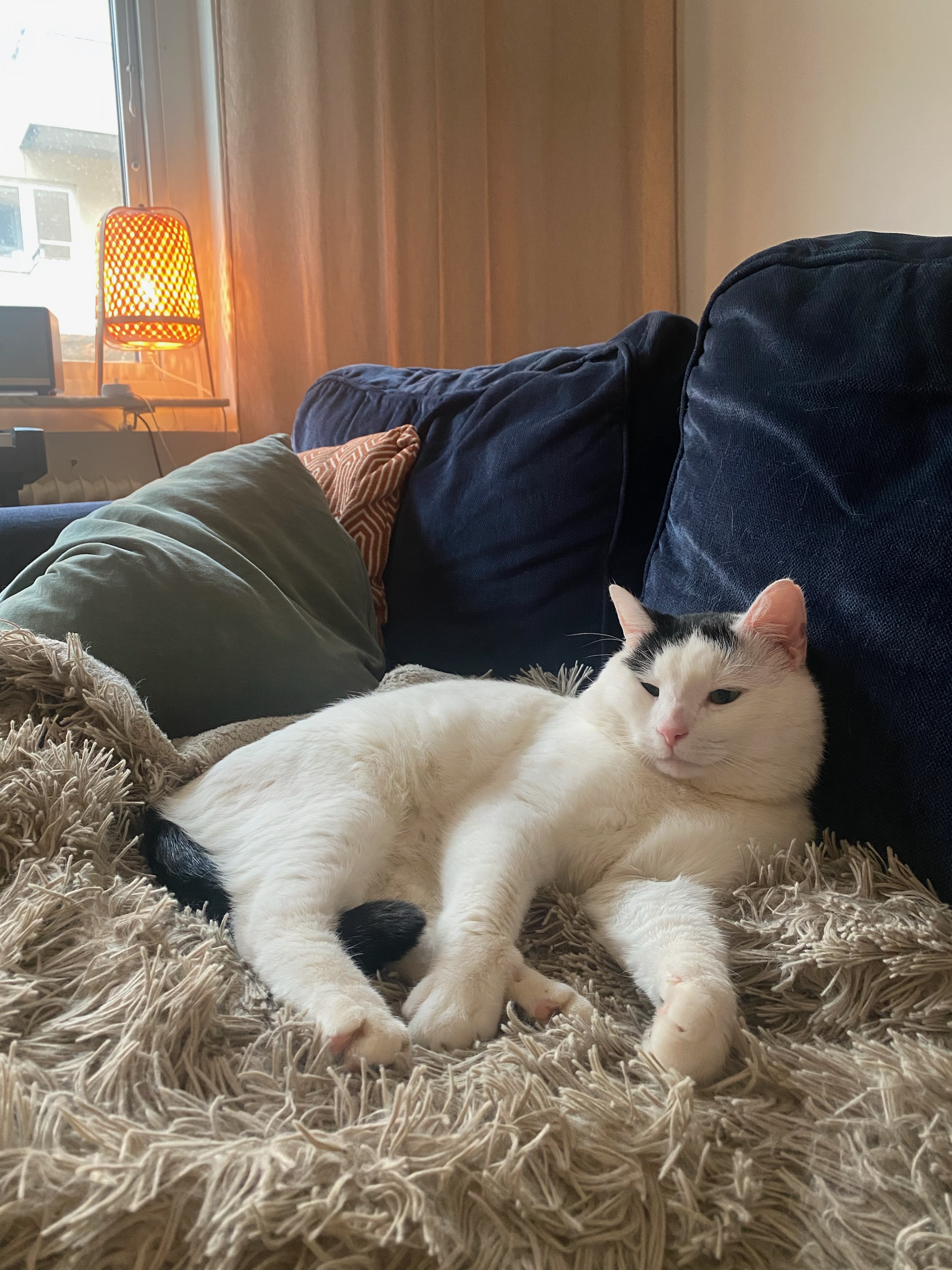 Simon