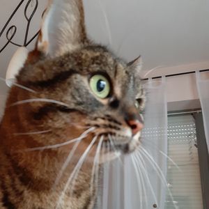 Mara