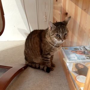 Stella