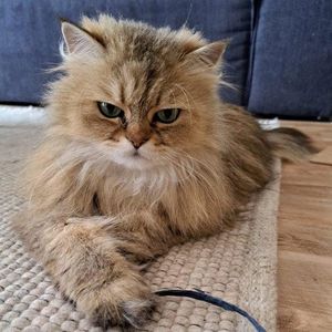 Mimi