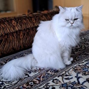 Lilli