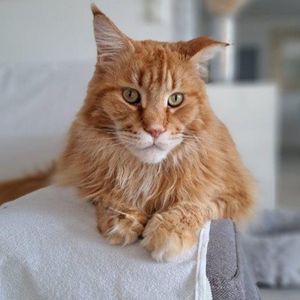 Pablo