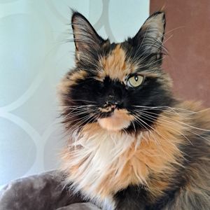 Bella