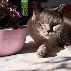 Maya