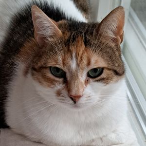 Kalia