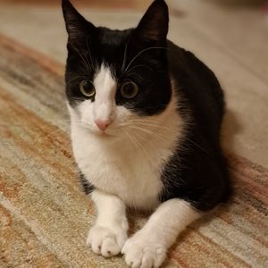 Felix