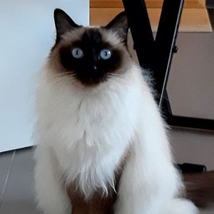 Trude