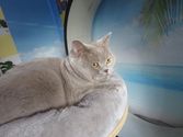 Sultan aus Eschborn
