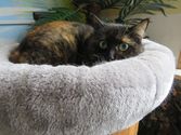 Nelli aus Kirchhain