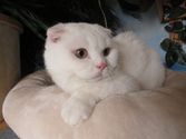 Snow aus Lollar