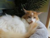Cookie aus MITTENAAR