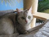 Hermine aus Marburg