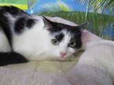 Minni aus Gladenbach