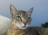 Missy aus Angelburg