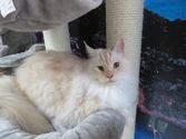 Simba aus Haiger