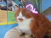 Otis aus Dietzhölztal