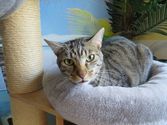 Peppino aus Dillenburg