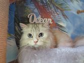 Ivy aus Vilmar