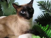 Maisie aus Dillenburg