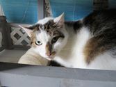 Charly aus Gladenbach