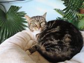 Elfe aus Burbach
