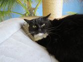 Lillifee aus Burbach